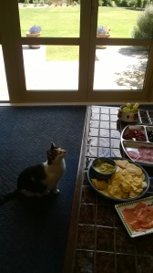Gypsy with her eye on the  nibbles!